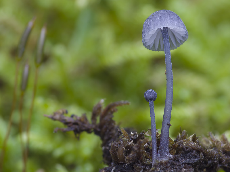 Mycena pseudocorticola